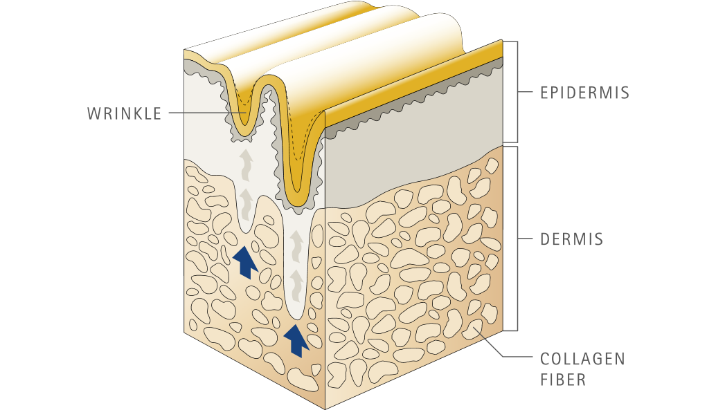 New study with Verisol ® F